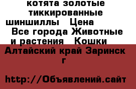 котята золотые тиккированные шиншиллы › Цена ­ 8 000 - Все города Животные и растения » Кошки   . Алтайский край,Заринск г.